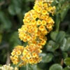 Buddleja Weyeriana 'Sungold', Sommerflieder