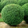 Buchsbaum-Kugel, Buxus