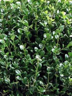 Buchsbaum-Kugel, Buxus 7 Buchsbaum-Kugel, Buxus -Gartenpflanzen Lieferungen buxus k255599bc5e5ca4 1280x1280