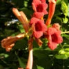 Campsis Radicans, Trompetenblume, Klettertrompete, Trompetenwinde