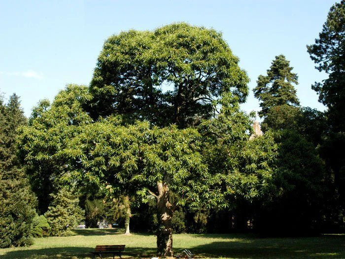 Esskastanie/Marone 'Marlhac' 2 Esskastanie/Marone 'Marlhac' – Bild 2