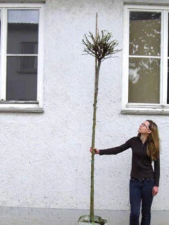 Catalpa Bignonioides Nana, Kugel-Trompetenbaum - Hochstamm -Gartenpflanzen Lieferungen catalpa nana hochstamm 1280x1280