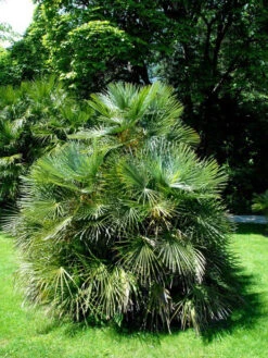Chamaerops Humilis, Zwergpalme 5 Chamaerops Humilis, Zwergpalme -Gartenpflanzen Lieferungen chamaerops zwergpalme 1280x1280