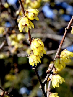 Chimonanthus Praecox, Chinesische Winterblüte