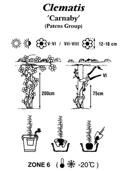 Clematis 'Carnaby' 2 Clematis 'Carnaby' – Bild 2