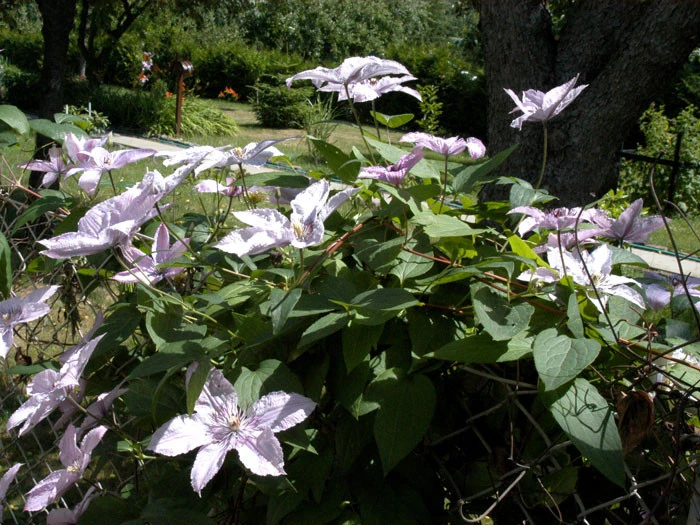 Clematis 'Hagley Hybrid' 2 Clematis 'Hagley Hybrid' – Bild 2