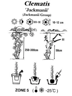 Clematis Jackmanii -Gartenpflanzen Lieferungen clematis jackmanii 1280x1280