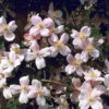 Clematis Montana 'Mayleen'