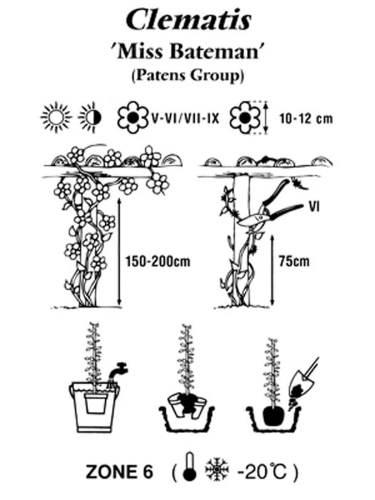 Clematis 'Miss Bateman' 2 Clematis 'Miss Bateman' – Bild 2