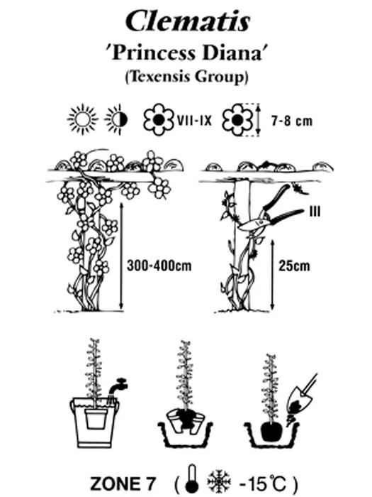 Clematis Texensis 'Princess Diana' 3 Clematis Texensis 'Princess Diana' – Bild 3