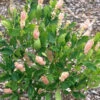 Clethra Alnifolia 'Pink Spire', Rosa Silberkerzenstrauch, Scheineller
