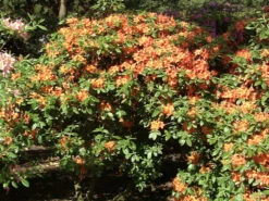 Rhododendron Luteum 'Coccinea Speciosa', Sommergrüne Japanische Gartenazalee 5 Rhododendron Luteum 'Coccinea Speciosa', Sommergrüne Japanische Gartenazalee -Gartenpflanzen Lieferungen coccinea speciosa 1280x1280
