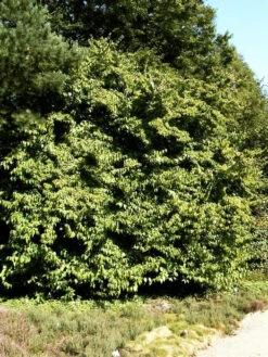 Cornus Officinalis, Japanischer Arzneihartriegel 8 Cornus Officinalis, Japanischer Arzneihartriegel -Gartenpflanzen Lieferungen cornus officinalis 1280x1280