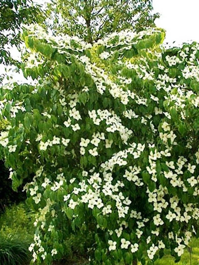 Cornus Kousa 'Madame Butterfly', Japanischer Blumenhartriegel 2 Cornus Kousa 'Madame Butterfly', Japanischer Blumenhartriegel – Bild 2