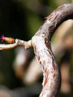 Corylus Avellana 'Contorta', Korkenzieherhasel 5 Corylus Avellana 'Contorta', Korkenzieherhasel -Gartenpflanzen Lieferungen corylus contorta 1280x1280