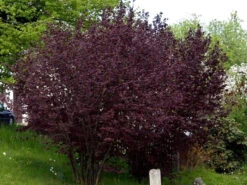 Corylus Maxima 'Purpurea', Purpurhasel -Gartenpflanzen Lieferungen corylus purpurea strauch55599b3448cf0 1280x1280