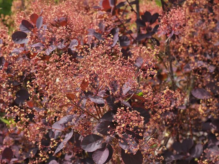 Cotinus Coggygria 'Royal Purple' 2 Cotinus Coggygria 'Royal Purple' – Bild 2