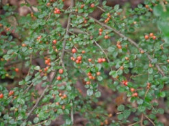Cotoneaster Divaricatus, Sparrige Zwergmispel -Gartenpflanzen Lieferungen cotoneaster divaricatus 1280x1280