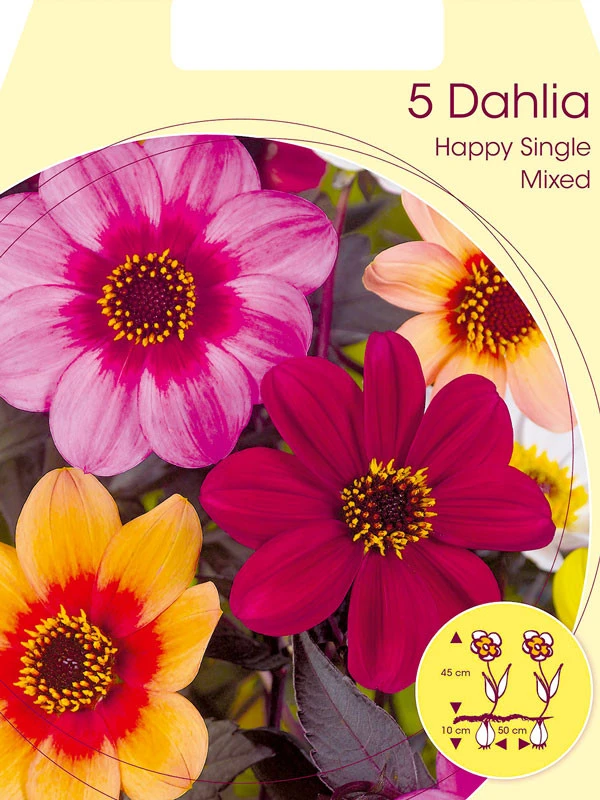 Happy Single-Dahlien-Mischung (Art.Nr. 5223060) 1 Happy Single-Dahlien-Mischung (Art.Nr. 5223060)