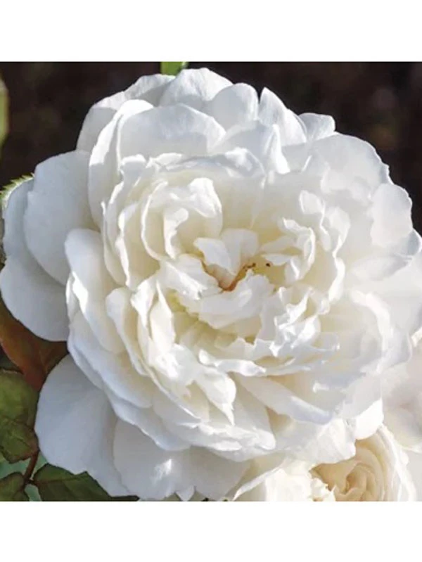 Rose William And Catherine® - Austin 1 Rose William And Catherine® - Austin