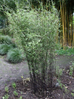 Fargesia Jiuzhaigou 'Deep Purple', Jade Bambus, Rothalmiger Schirm-Bambus 13 Fargesia Jiuzhaigou 'Deep Purple', Jade Bambus, Rothalmiger Schirm-Bambus -Gartenpflanzen Lieferungen deep purple bambus 1280x1280