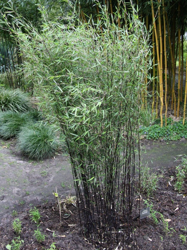 Fargesia Jiuzhaigou 'Deep Purple', Jade Bambus, Rothalmiger Schirm-Bambus 7 Fargesia Jiuzhaigou 'Deep Purple', Jade Bambus, Rothalmiger Schirm-Bambus – Bild 7