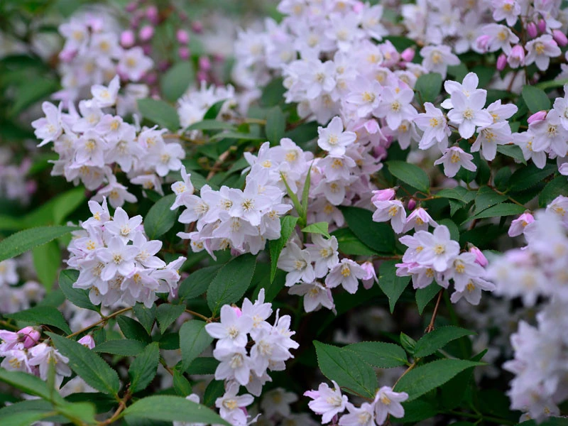 Deutzia Rosea, Niedriger Maiblumenstrauch 1 Deutzia Rosea, Niedriger Maiblumenstrauch