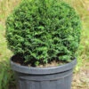 Eiben-Kugel, Taxus Baccata