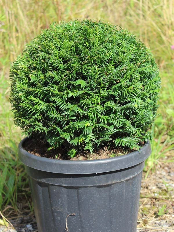Eiben-Kugel, Taxus Baccata 1 Eiben-Kugel, Taxus Baccata