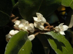 Elaeagnus Ebbingei, Wintergrüne Ölweide -Gartenpflanzen Lieferungen elaeagnus ebbingei bluete59e73723b3eb7 1280x1280