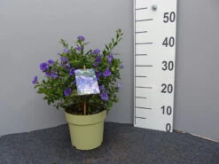 Solanum Rantonnetii, Solanum, Enzianstrauch 7 Solanum Rantonnetii, Solanum, Enzianstrauch -Gartenpflanzen Lieferungen enzianstrauch gross 1 1280x1280