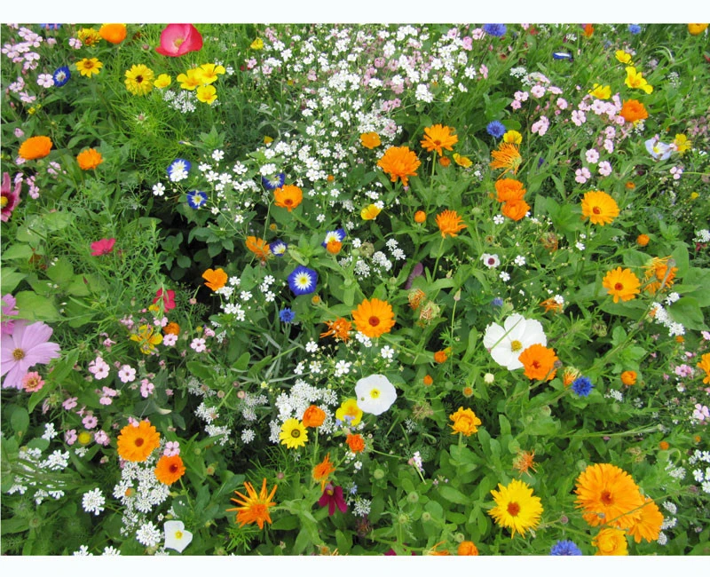 Blumenwiese - Eschweger Blütenzauber 1 Blumenwiese - Eschweger Blütenzauber