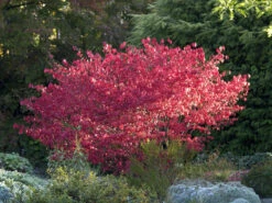 Euonymus Alatus 'Compactus' 5 Euonymus Alatus 'Compactus' -Gartenpflanzen Lieferungen euonymus compactus 1280x1280