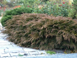 Microbiota Decussata, Fächer-Wacholder 5 Microbiota Decussata, Fächer-Wacholder -Gartenpflanzen Lieferungen faecher wacholder 1280x1280