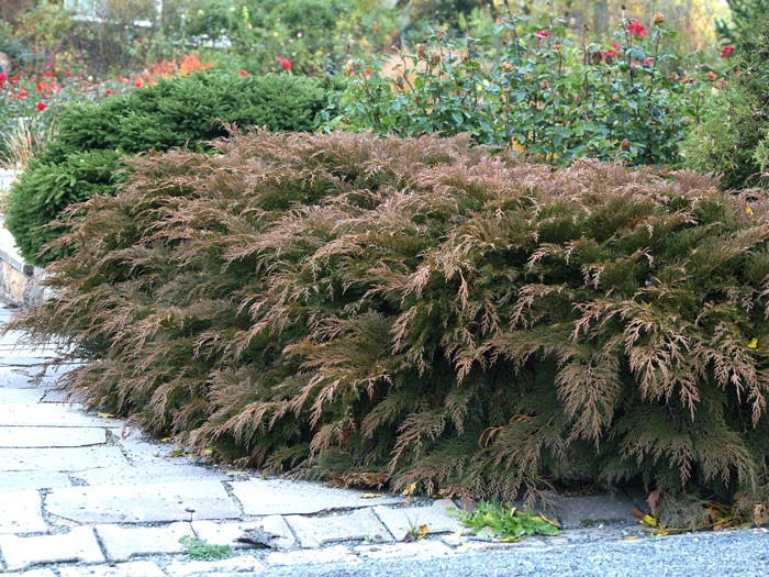 Microbiota Decussata, Fächer-Wacholder 3 Microbiota Decussata, Fächer-Wacholder – Bild 3