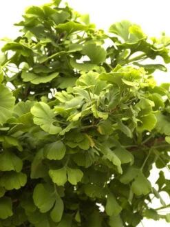 Ginkgo Biloba Mariken, Kugel-Ginkgo - Hochstamm 6 Ginkgo Biloba Mariken, Kugel-Ginkgo - Hochstamm -Gartenpflanzen Lieferungen faecherblattbaum mariken 1280x1280