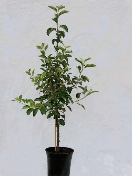 Familien-Apfelbaum - Topaz, Gerlinde, Pinova Und Rubinola 2 Familien-Apfelbaum - Topaz, Gerlinde, Pinova Und Rubinola – Bild 2