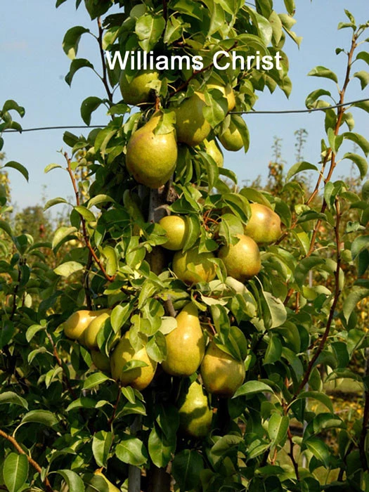 Familien-Birnbaum - Williams+Conference+Gute Luise+Nojabrskaja 2 Familien-Birnbaum - Williams+Conference+Gute Luise+Nojabrskaja – Bild 2