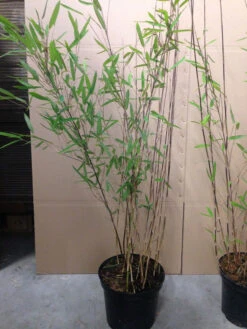 Fargesia Nitida 'Black Pearl' - Glänzender Schirm-Bambus -Gartenpflanzen Lieferungen fargesia nitida black pearl 1280x1280