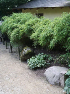 Fargesia Murielae 'Simba', Löwenbambus, Mähnenbambus