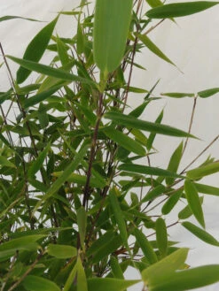 Fargesia Murielae 'Tiny', Schirmbambus 9 Fargesia Murielae 'Tiny', Schirmbambus -Gartenpflanzen Lieferungen fargesia tiny blatt 1280x1280