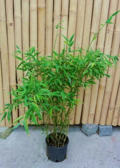 Fargesia Murielae 'Tiny', Schirmbambus 8 Fargesia Murielae 'Tiny', Schirmbambus -Gartenpflanzen Lieferungen fargesia tiny 1280x1280