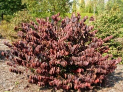 Viburnum Plicatum Tomentosum, Filziger Schneeball 5 Viburnum Plicatum Tomentosum, Filziger Schneeball -Gartenpflanzen Lieferungen filziger schneeball 1280x1280