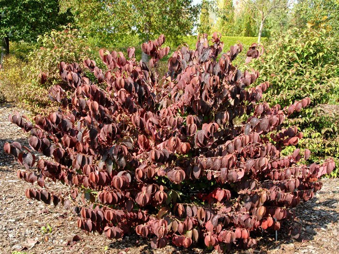 Viburnum Plicatum Tomentosum, Filziger Schneeball 3 Viburnum Plicatum Tomentosum, Filziger Schneeball – Bild 3