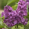 Syringa Vulgaris 'Charles Joly', Edel-Flieder
