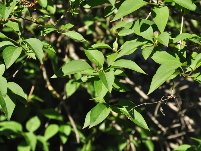 Syringa Chinensis, Chinesischer Flieder 3 Syringa Chinensis, Chinesischer Flieder – Bild 3
