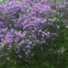 Syringa Chinensis, Chinesischer Flieder