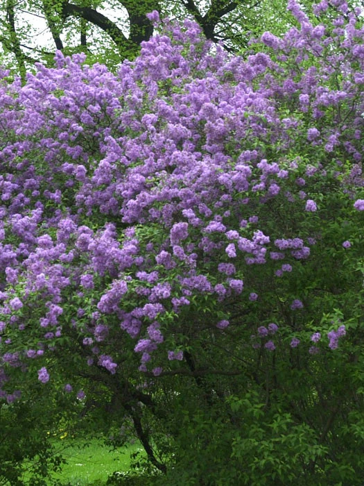 Syringa Chinensis, Chinesischer Flieder 1 Syringa Chinensis, Chinesischer Flieder