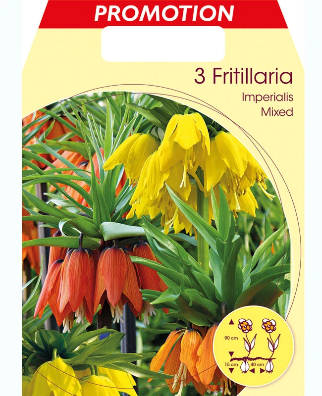 Kaiserkrone - Fritillaria Imperialis 'Prachtmischung' (Art.Nr. 5979800) 1 Kaiserkrone - Fritillaria Imperialis 'Prachtmischung' (Art.Nr. 5979800)