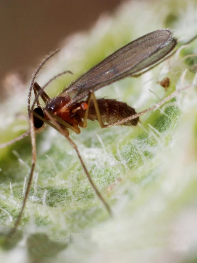 Aphidoletes-Gallmücke (Art.Nr. KB4046) 1 Aphidoletes-Gallmücke (Art.Nr. KB4046)